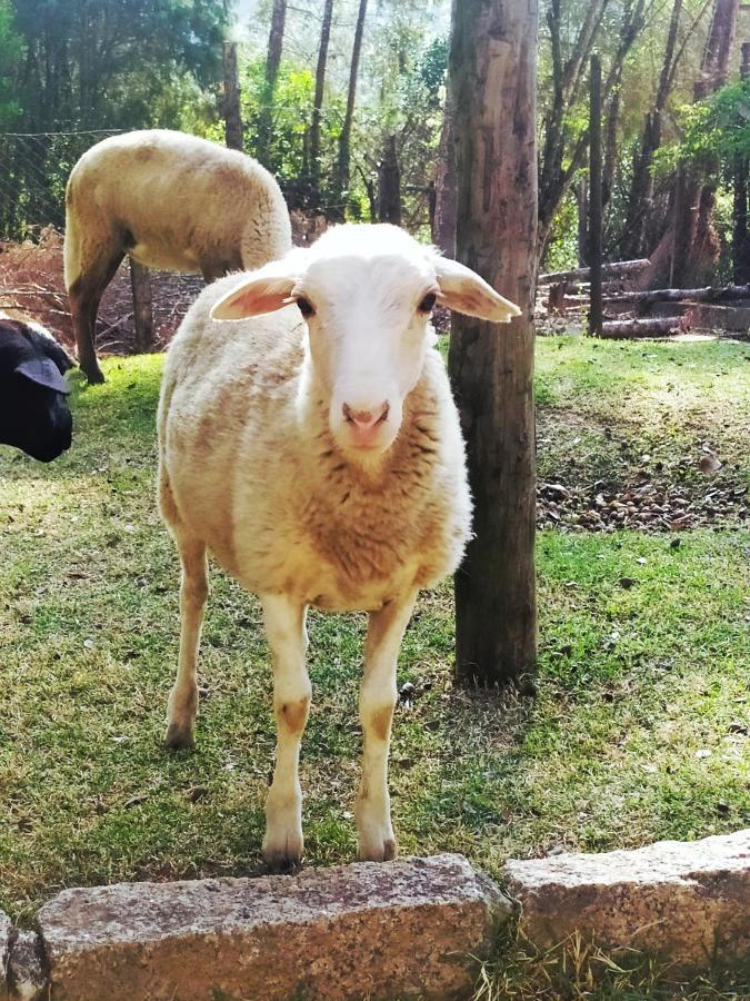 Sitio Do Jota - Conforto E Natureza Completo Sp - Km 54 Castelo Branco Holiday home *