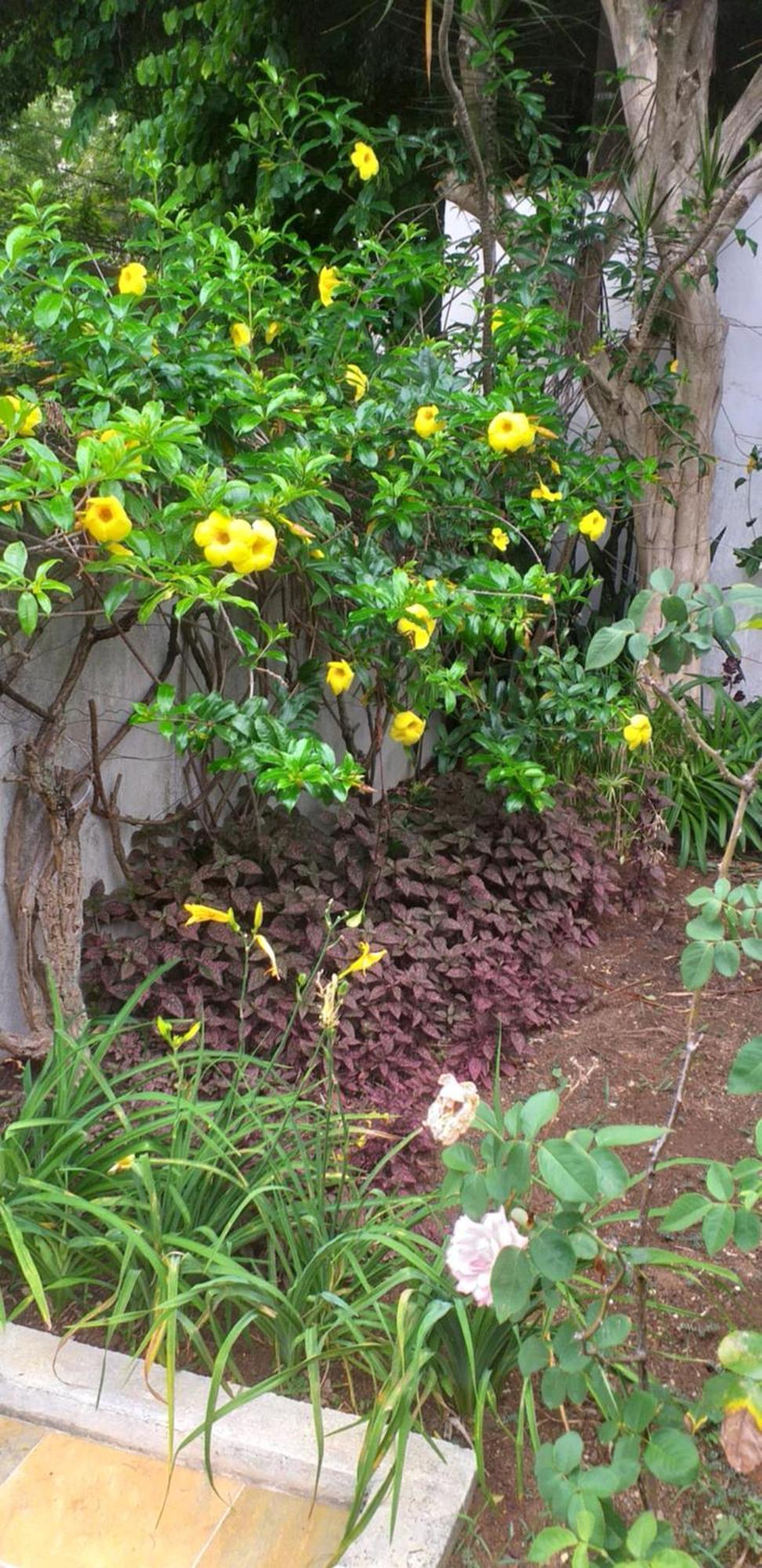 Hub Urbano E Natureza