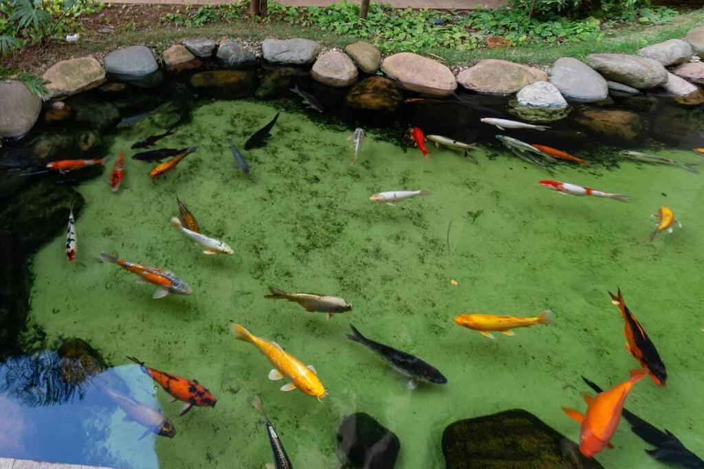 Apto Bras Com Piscina Proximo Ao Centro De Compras Daire *
