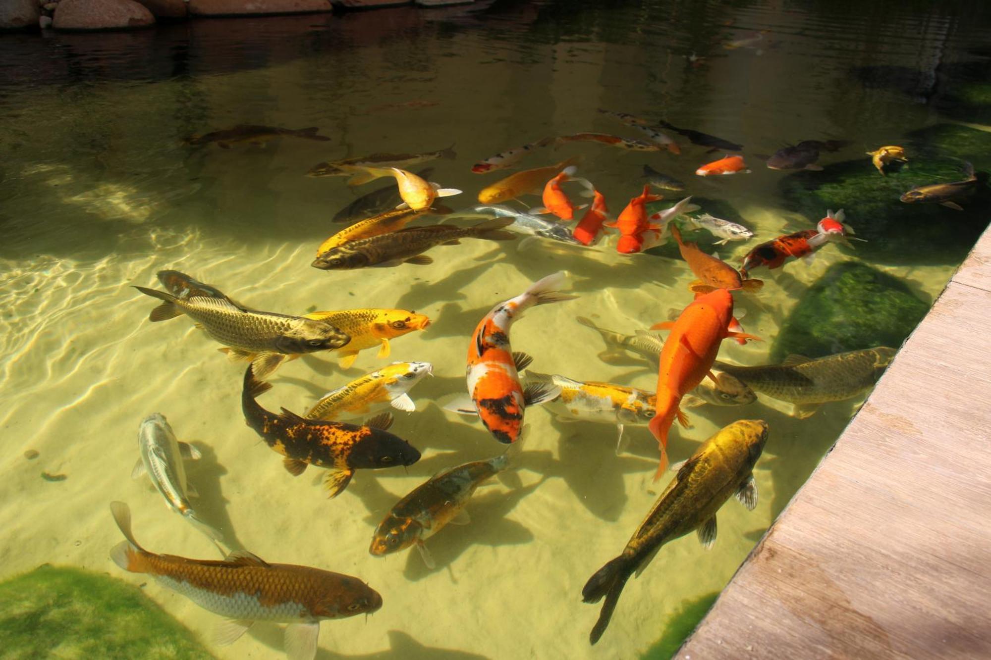 Piscine 507