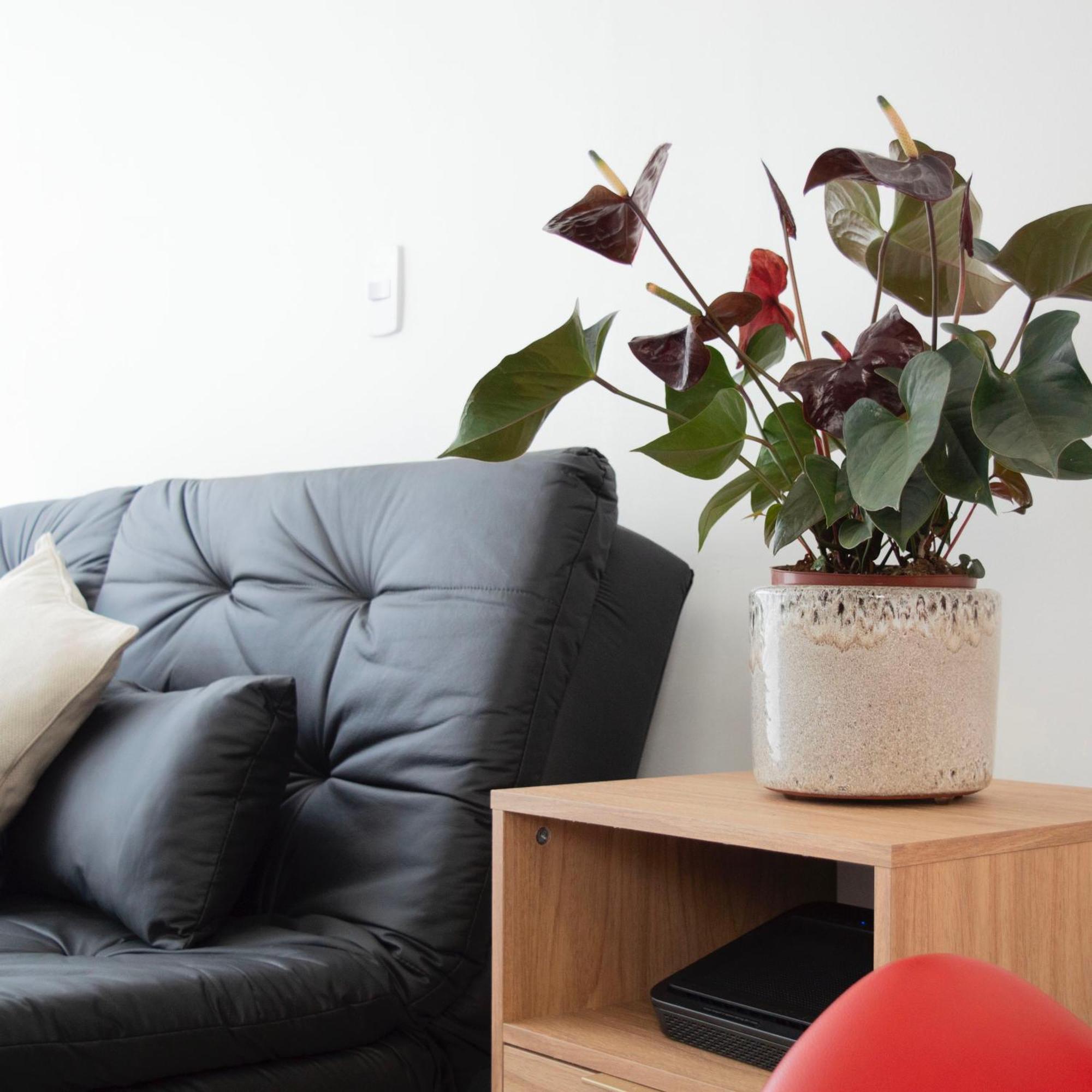 Apartment Pompeia 125 *