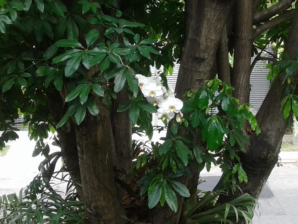 Pansiyon Jardim Leonor So Mulheres Profissionais Da Saude Hospital Einstein Morumbi