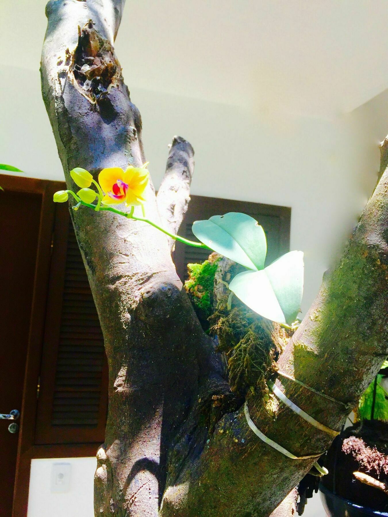 Inn Club Suites - Aeroporto Congonhas