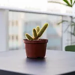 Novo E Flor Do Mandacaru Studio Na Luz/Piscina