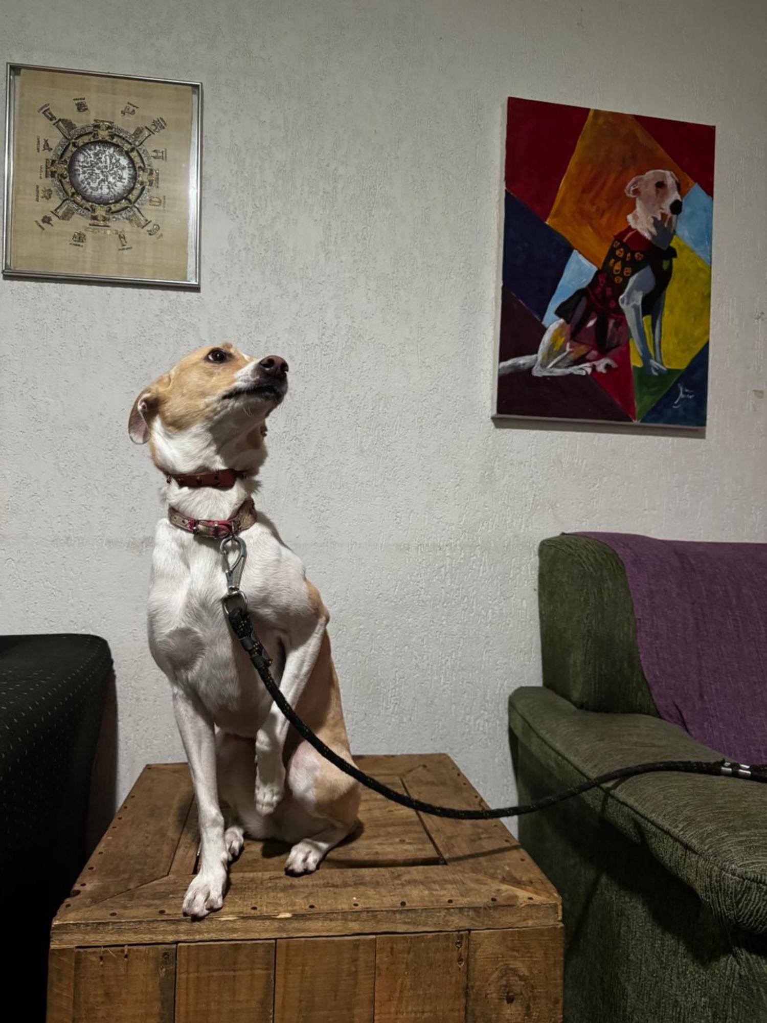 Nomade In Arte E Hostel *